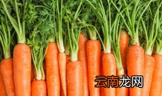 水培胡萝卜头方法 水培胡萝卜头方法图片