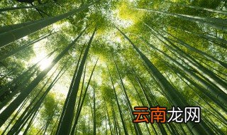 竹子可以放阳台养吗 阳台种的竹子有毒吗