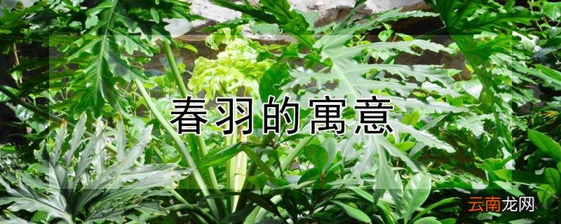 春羽的寓意