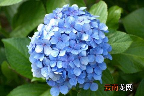 世界上花语最冷漠的花