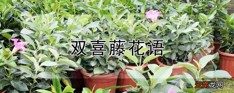 双喜藤花语