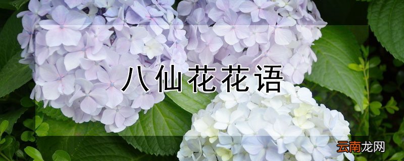 八仙花花语
