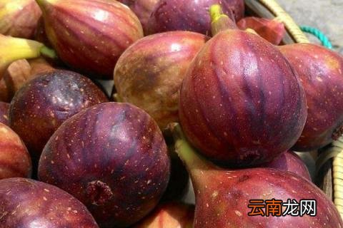 无花果花语