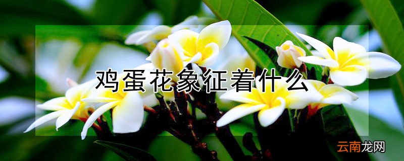 鸡蛋花象征着什么
