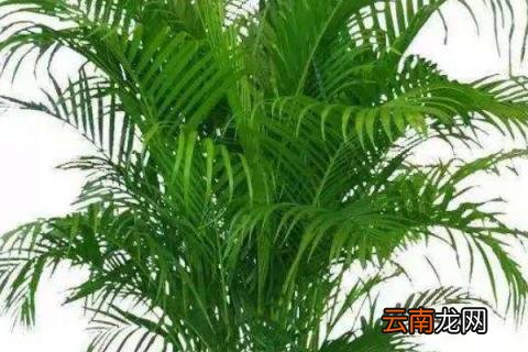 散尾葵开花有什么兆头