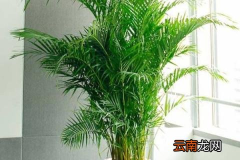 散尾葵开花有什么兆头