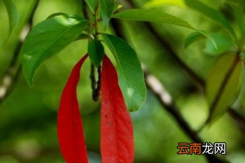 杜英树的寓意