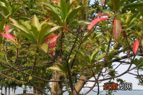 杜英树的寓意
