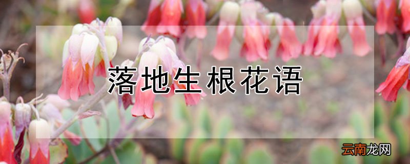 落地生根花语