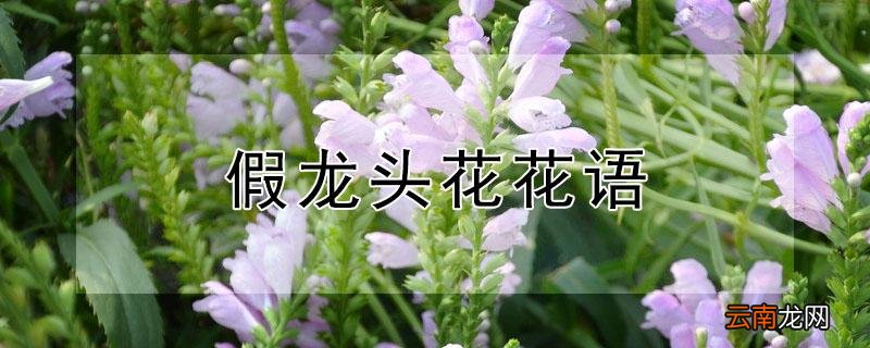 假龙头花花语