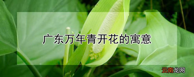 广东万年青开花的寓意