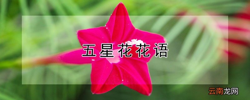 五星花花语
