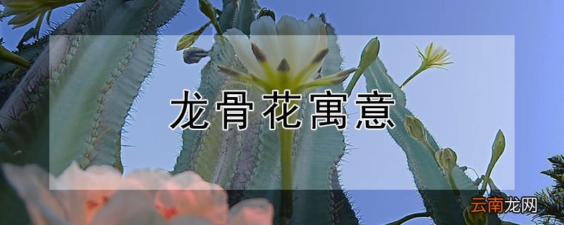 龙骨花寓意