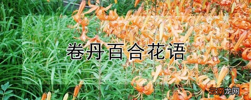 卷丹百合花语