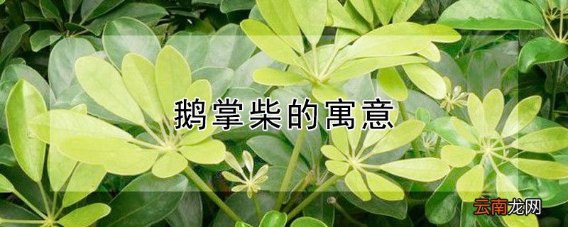 鹅掌柴的寓意