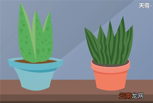 除甲醛植物