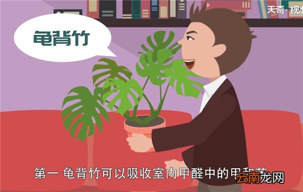 除甲醛植物