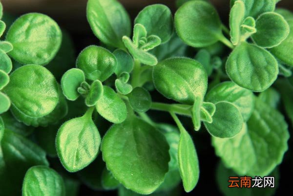 碰碰香驱蚊吗 碰碰香的禁忌和功效