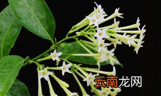 夜来香栽培方法 夜来香栽培方法介绍