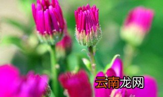 看到鲜花心情好的话语 看到鲜花心情好的句子