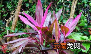 朱樵水培方法 朱蕉的水培方法和注意事项