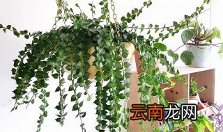 阳台种什么藤蔓比较好 阳台种什么藤蔓植物好