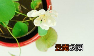 纯水培碗莲的种植方法 碗莲的种植方法水培教程