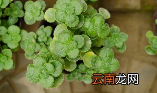 碰碰香水培转土培 碰碰香水培方法