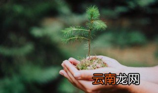 如何种好松树，如何栽种松树