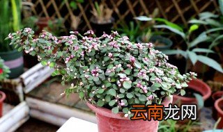 金枝玉叶的水培方法 金枝玉叶可以水培吗怎么扦插