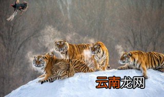 剑齿虎是如何捕食猎物的 怎么捕捉剑齿虎