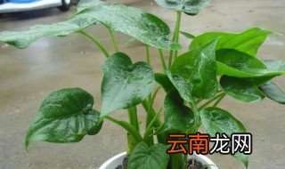 千手观音水培方法 千手观音土培变水培