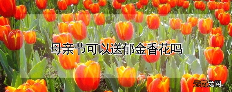 母亲节可以送郁金香花吗