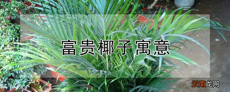 富贵椰子寓意