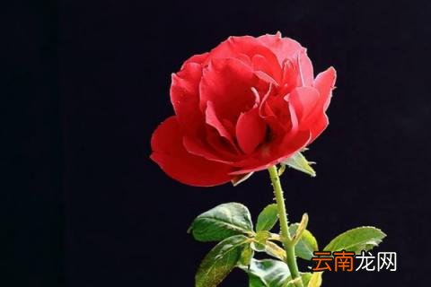 月季花可以送妈妈吗