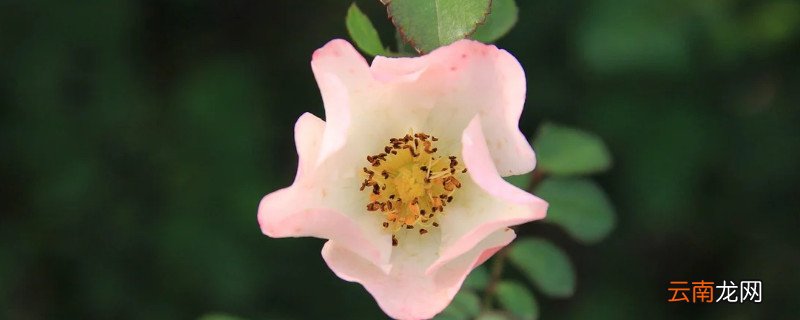 月季花可以送妈妈吗