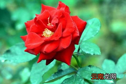 月季花可以送妈妈吗