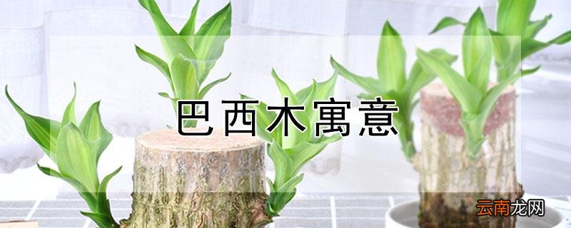 巴西木寓意