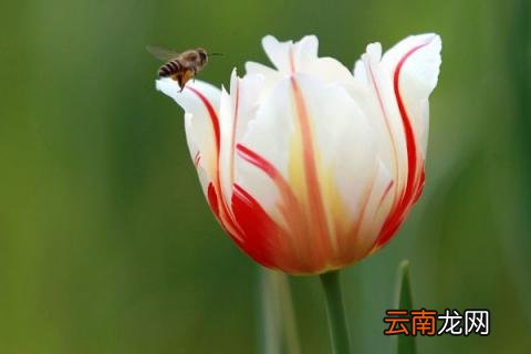 郁金香可以送给妈妈吗