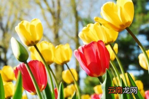 郁金香可以送给妈妈吗