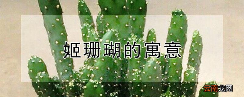 姬珊瑚的寓意