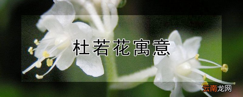 杜若花寓意