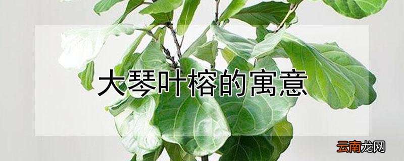 大琴叶榕的寓意
