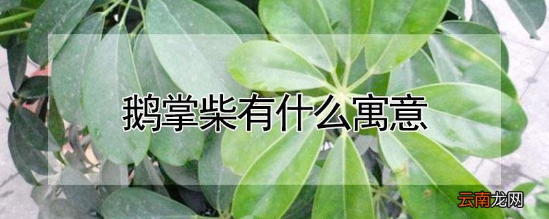 鹅掌柴有什么寓意