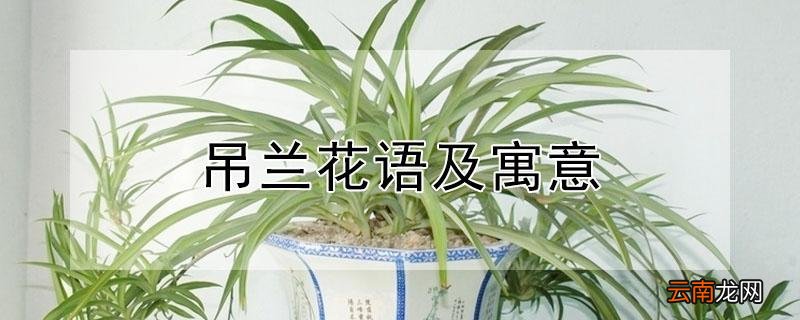 吊兰花语及寓意