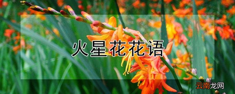 火星花花语