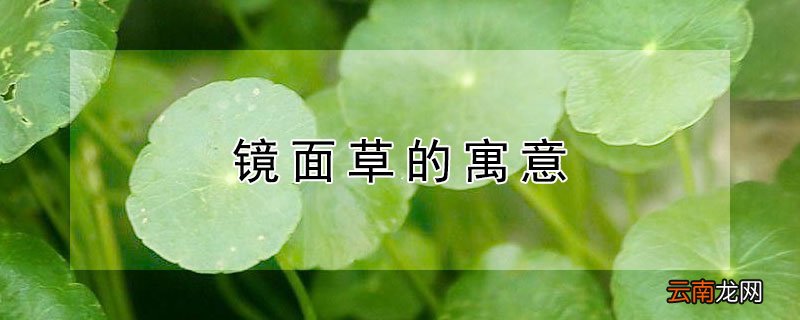 镜面草的寓意