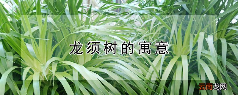 龙须树的寓意