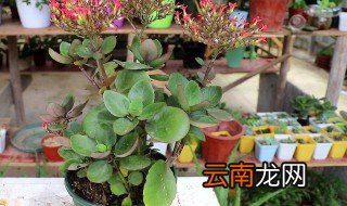 长寿花的栽培方法 长寿花怎么养