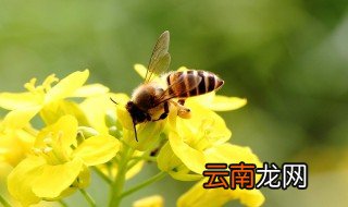 小蜜蜂的辨味方法 小蜜蜂怎么辨味